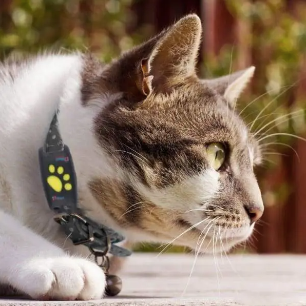 Smart GPS Cat Collar – Pet GPS Tracker - Image 2