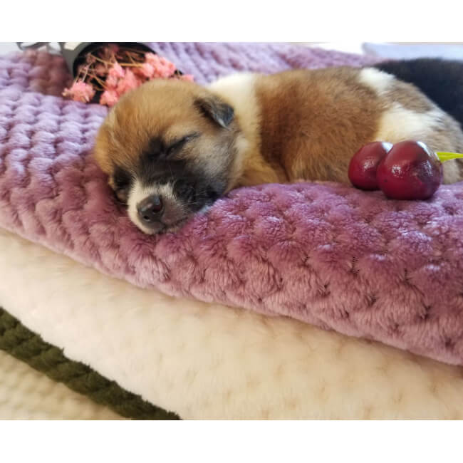 Nivtt Cotton Flannel Fleece Throw Blanket - Image 17