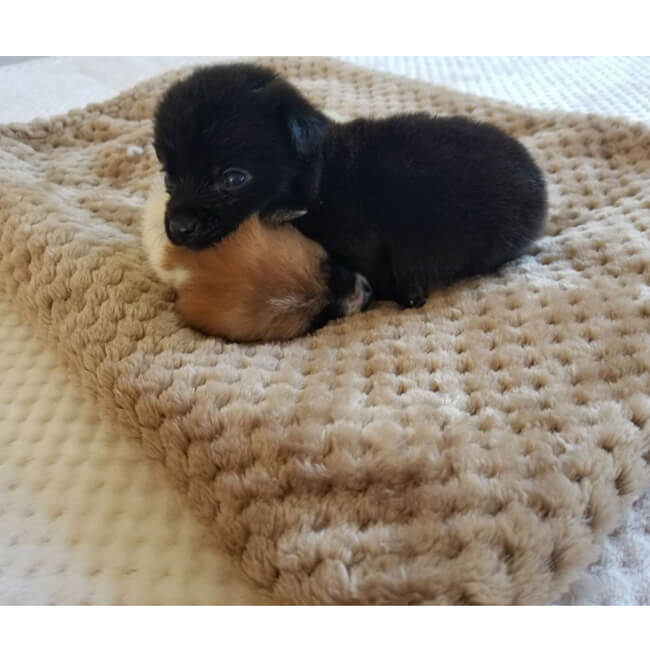 Nivtt Cotton Flannel Fleece Throw Blanket - Image 18