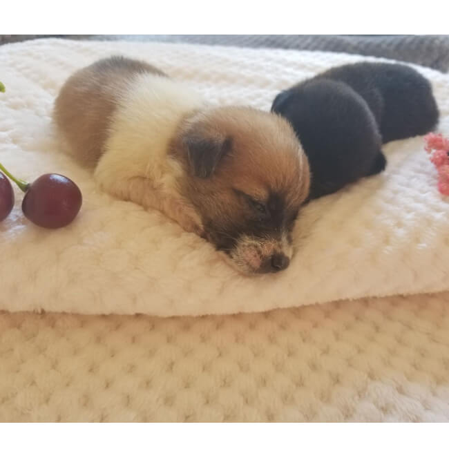 Nivtt Cotton Flannel Fleece Throw Blanket - Image 19